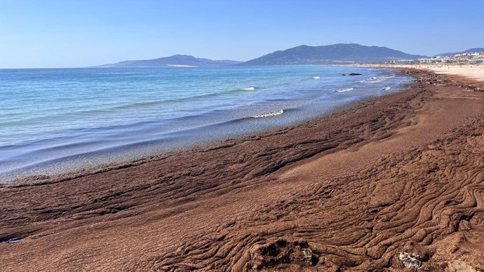 Un estudio de la US plantea transformar el alga invasora del Estrecho en biofertilizante para uso agrícola
