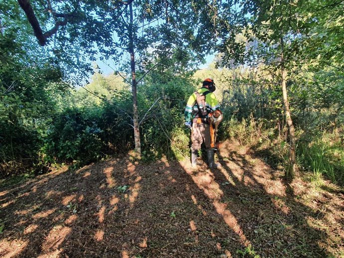 Archivo - Labores de desbroce