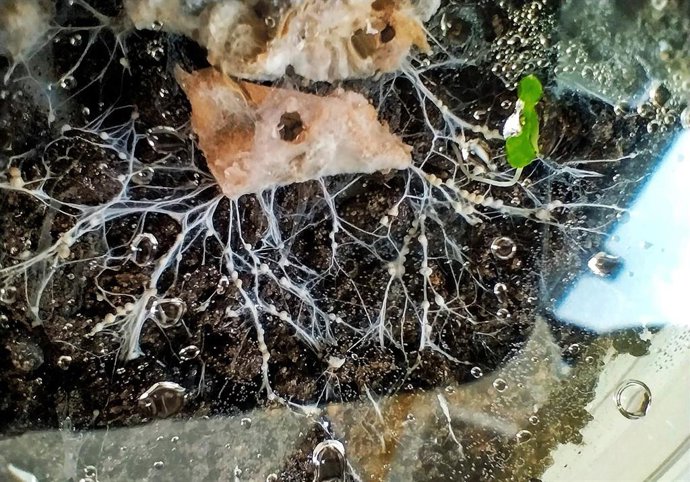 El proyecto de Eurecat que utiliza hongos y baterias.