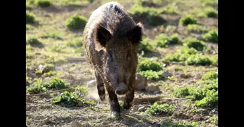 Se elevan a 13 los casos positivos de jabalíes con peste porcina africana