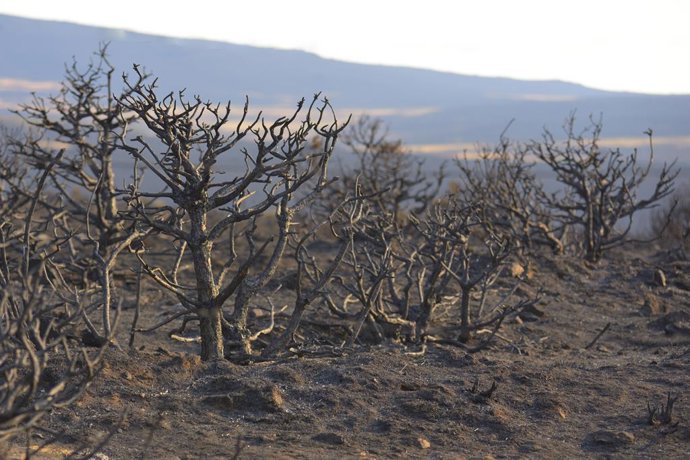 Archivo - August 22, 2025, Urraca Miguel, Avila, Spain: The area near Urraca Miguel, in the province of Ávila, after a major fire.
