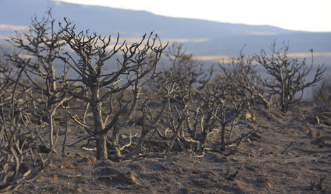 notibrasil sociedade