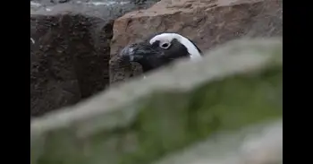 Poblaciones enteras de pingüinos africanos han disminuido un 95% en solo ocho años