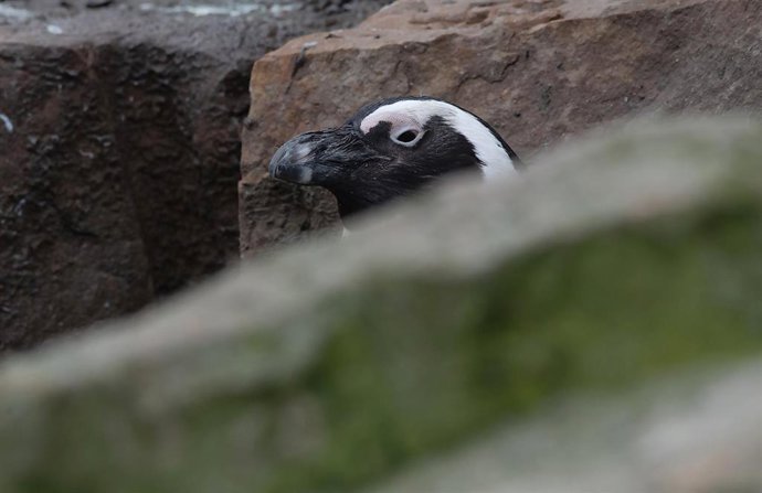 Archivo - 25 January 2021, Berlin: An African Penguin hides behind rocks in its enclosure at the Zoologischer Garten zoo in Berlin. Photo: Paul Zinken/dpa-Zentralbild/dpa