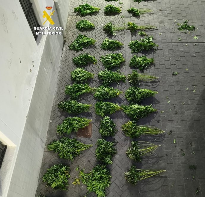 Plantes de marihuana confiscades