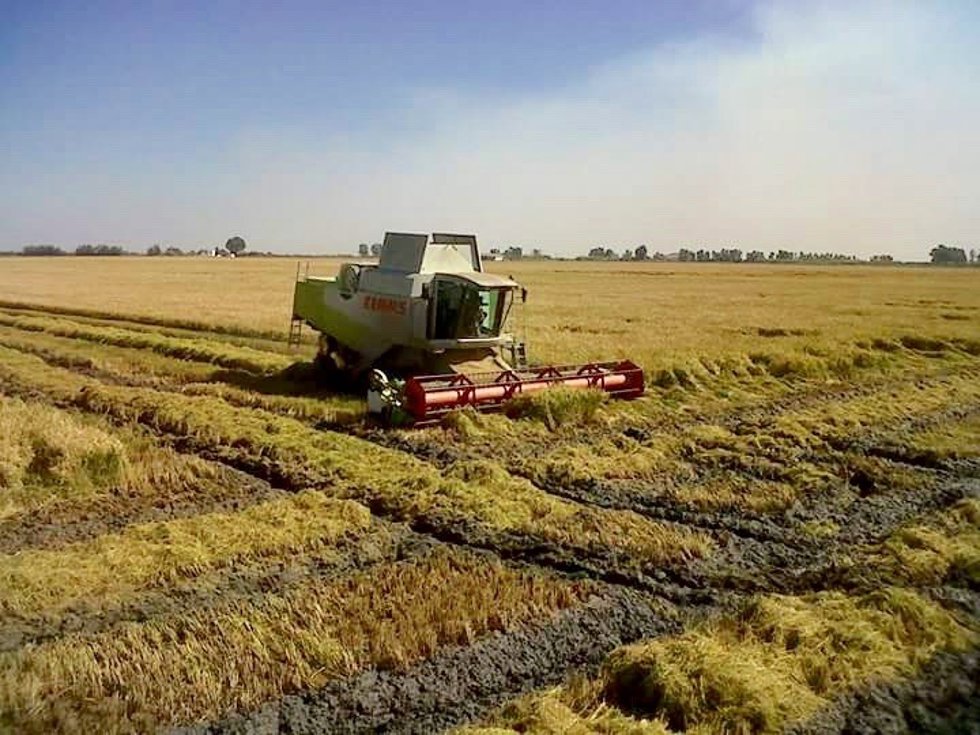 Archivo - Cosecha del arroz en imagen de archivo.