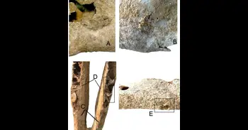 Una investigación identifica la mula más antigua de Europa occidental