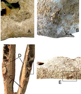 Análisis Óseos de la mula más antigua de Europa occidental.