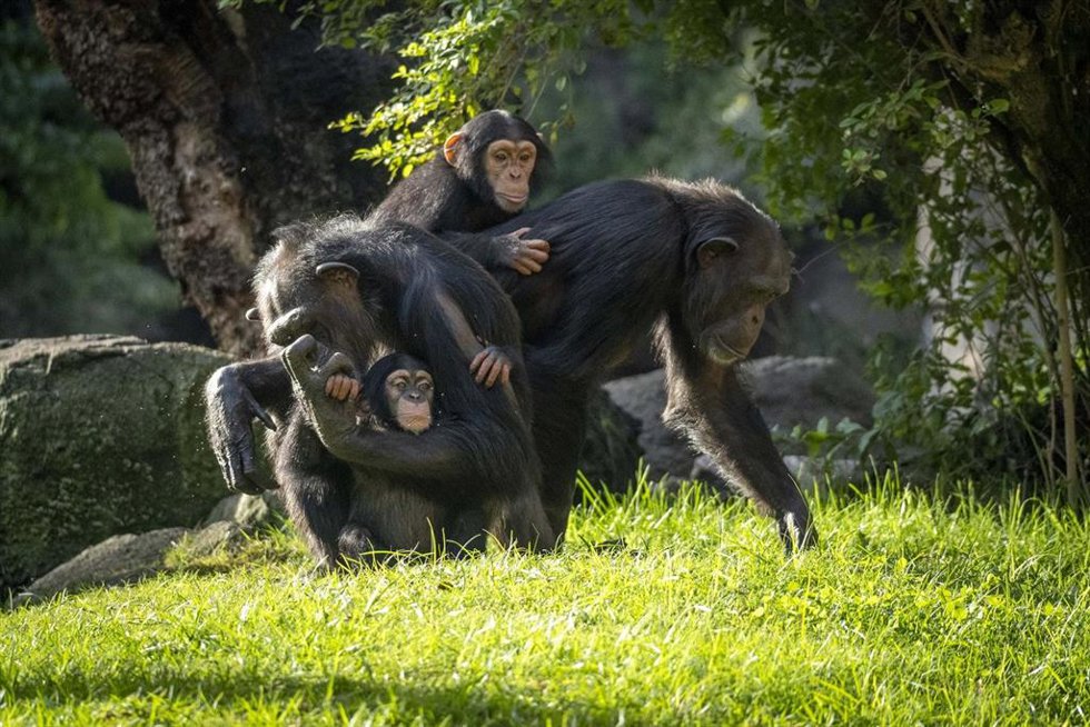 Archivo - Familia de chimpancés en Bioparc