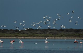 Archivo - Paraje Natural de Punta Entinas-Sabinar, en Almería.