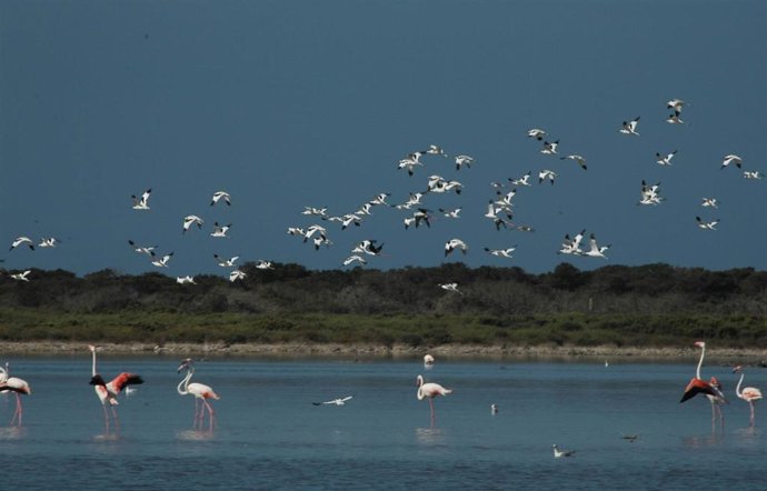 Archivo - Paraje Natural de Punta Entinas-Sabinar, en Almería.