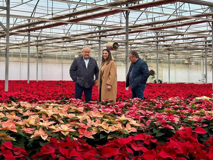 Dos de cada tres flores de Pascua que se venden en España se producen en la Región de Murcia