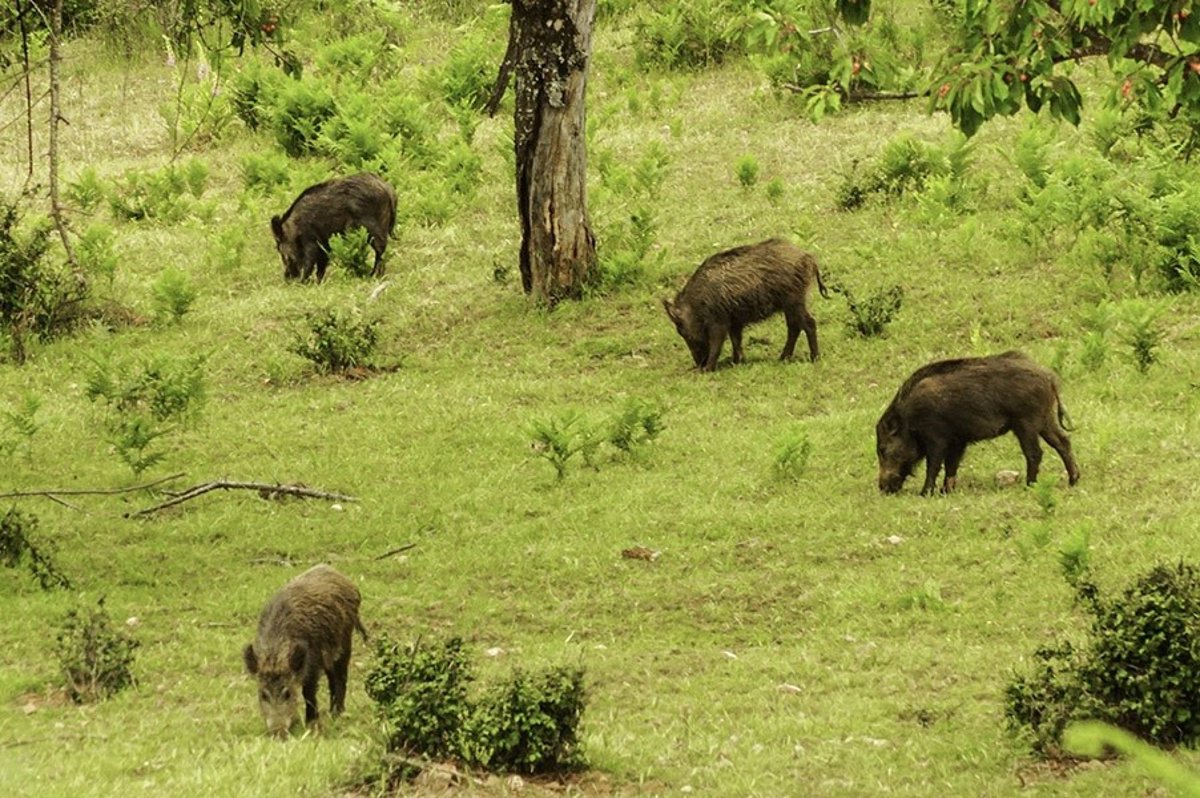 Extremadura pide colaboración a los cazadores para reducir el censo de jabalíes como medida frente a la peste porcina