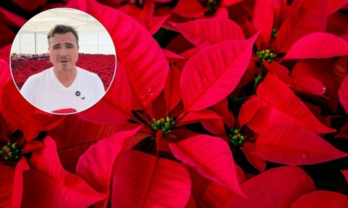 Ni mucha agua ni poca: así se riega la flor de Pascua para no dañarla