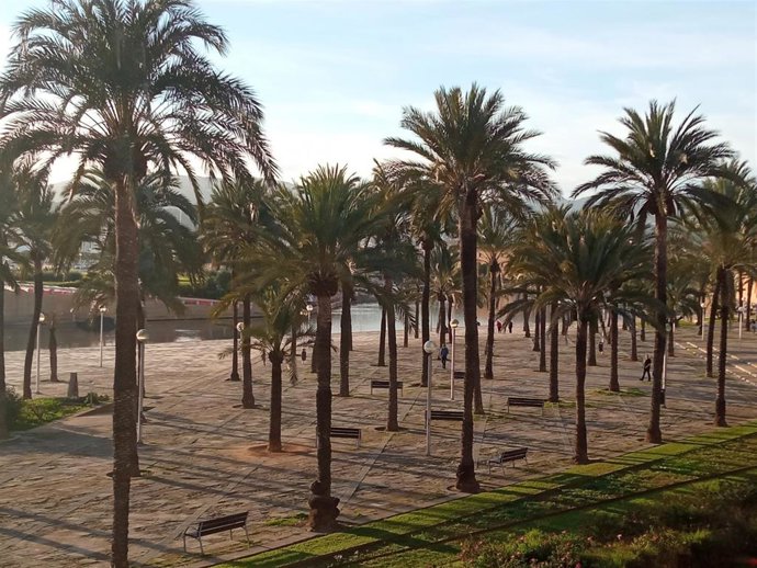Archivo - Palmeras en el Parc de la Mar, en Palma, en un día soleado.