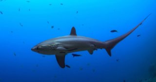 La cumbre sobre comercio internacional de fauna silvestre rechaza reforzar los controles en la exportación de anguilas.