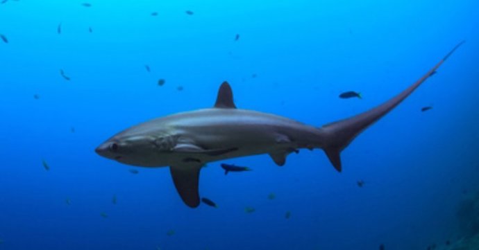 La cumbre sobre comercio internacional de fauna silvestre rechaza reforzar los controles en la exportación de anguilas.