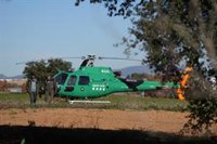 Organizaciones agrarias piden al Gobierno sacrificar 40.000 cerdos y jabalíes de la zona afectada por la peste