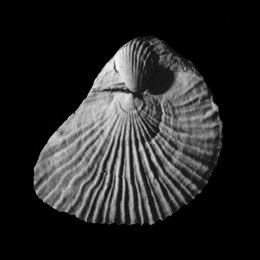 Fósil de bivalvo, pariente de las almejas y mejillones actuales.