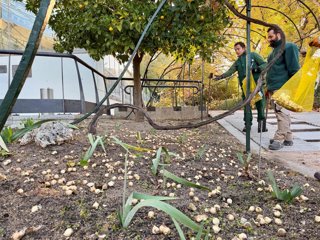 Plantados 23 000 bulbos de tulipanes para dar color al inicio de la primavera en el Real Jardín Botánico