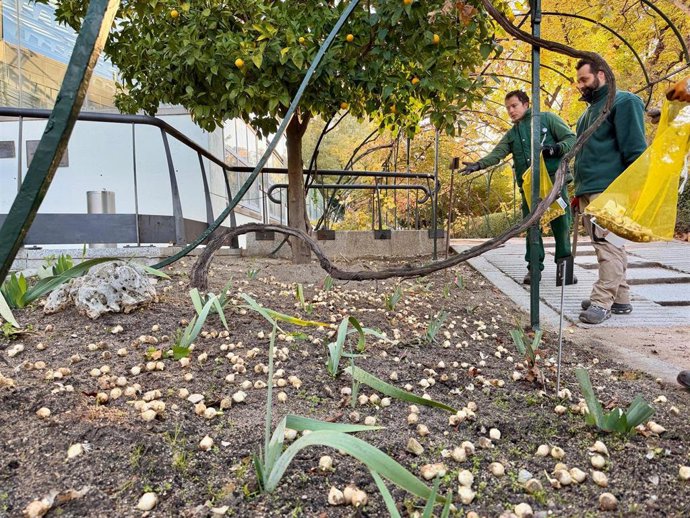 Plantados 23 000 bulbos de tulipanes para dar color al inicio de la primavera en el Real Jardín Botánico