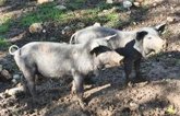 Foto: El Gobierno investiga si el brote de peste porcina se ha generado en un laboratorio