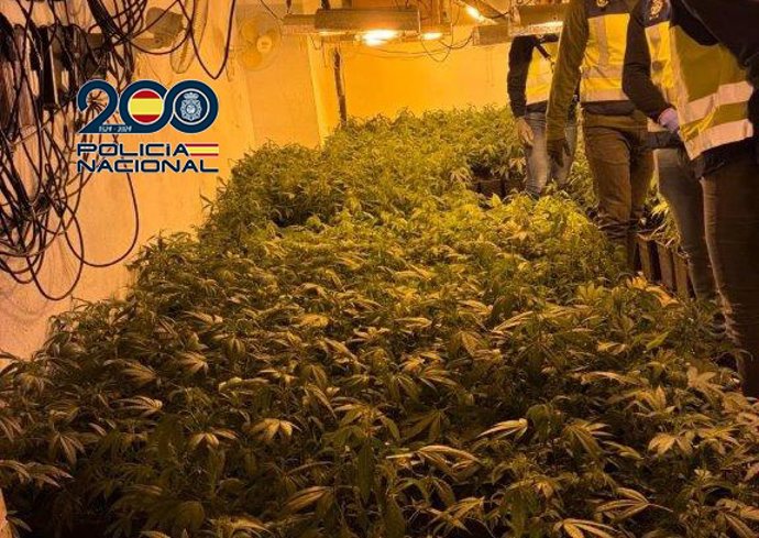 La Policía Nacional desmantela en Torrent (Valencia) un cultivo de marihuana indoor con cerca de 600 plantas