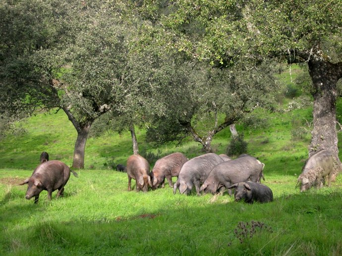 Diputación refuerza la competitividad del sector ganadero con la entrega de nuevos reproductores porcinos de raza ibér