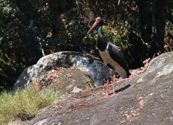 Localizadas 38 parejas reproductoras de cigüeña negra que confirman la estabilidad de la especie en CyL.