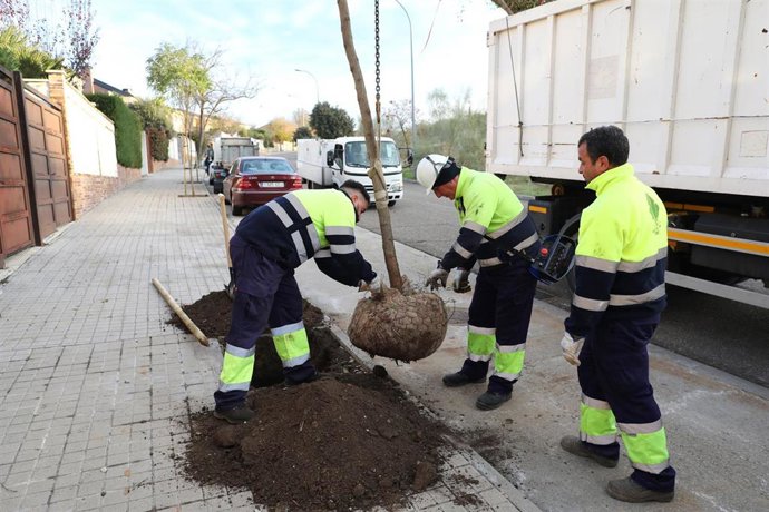 Los servicios municipales instalan un árbol en Toledo.