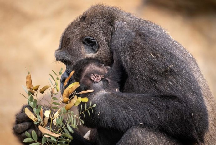 Nueva cría de gorila de llanura en Bioparc Fuengirola