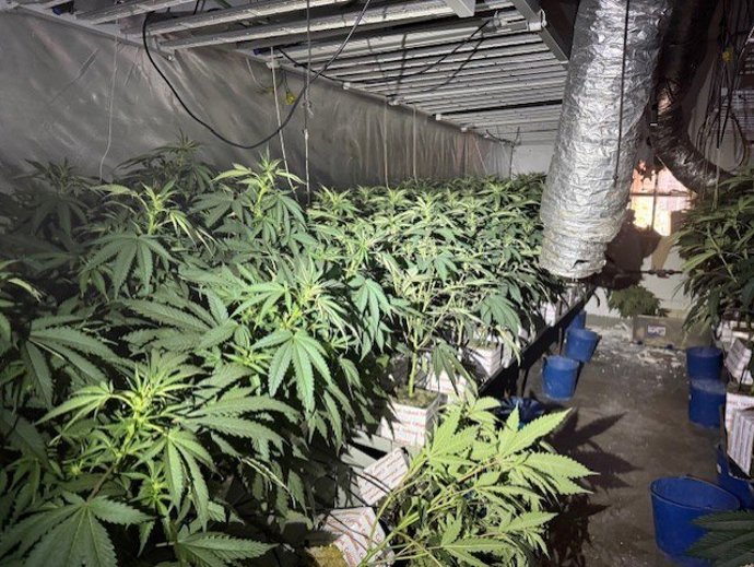 Una de las plantaciones de marihuana desmantelada en el distrito de Sant Martí de Barcelona