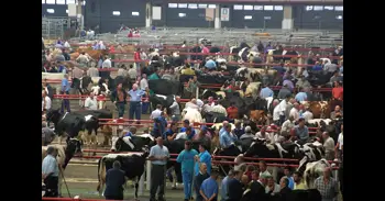 Piden dos años a cuatro acusados de estafar con la compra de vacas en la feria de Torrelavega