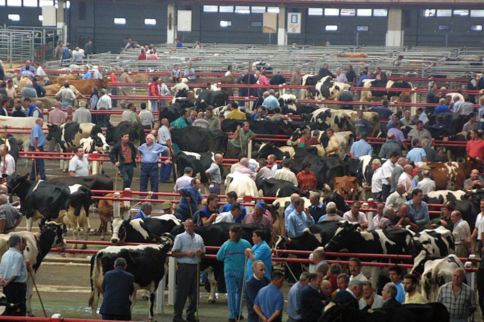 Archivo - Mercado Ganado de Torrelavega