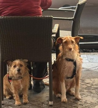 Perros en una terraza con su propietario.