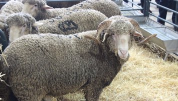 Es Andalucía - Sevilla