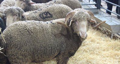 Es Andalucía - Sevilla