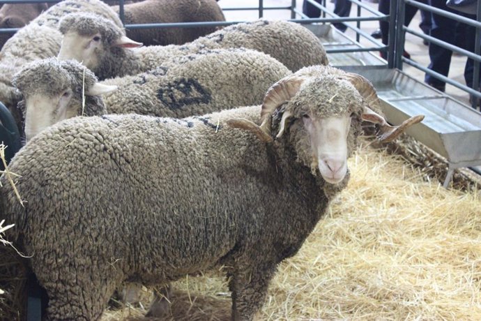 Imagen de una oveja.