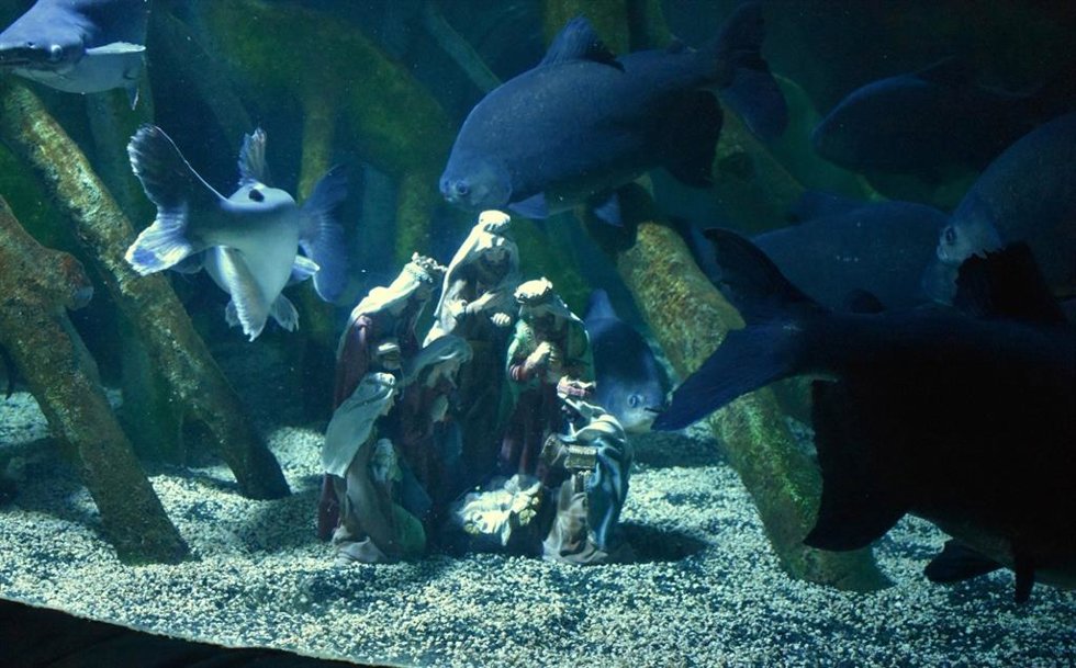 Pirañas vegetarianas custodian el belén submarino de Sea Life en la Navidad 2025