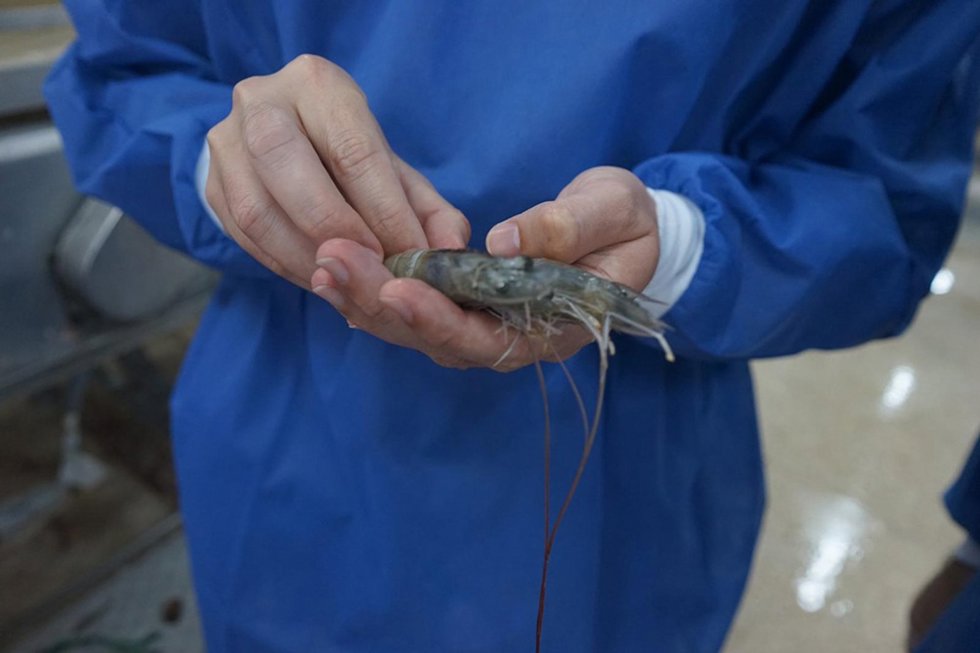 Langostino