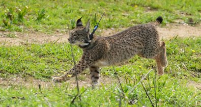 Es Andalucía - Sevilla