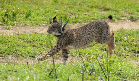 Es Andalucía - Sevilla