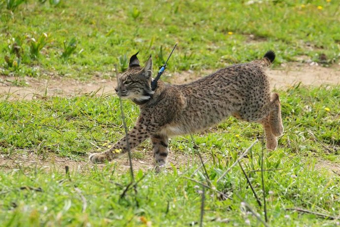 Archivo - Lince ibérico puesto en libertad. A 19 de febrero de 2025 en Las Pajanosas, Sevilla (Andalucía, España). 