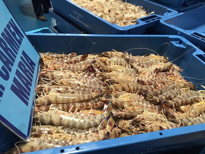 Langostinos de Sanlúcar en una imagen de archivo.