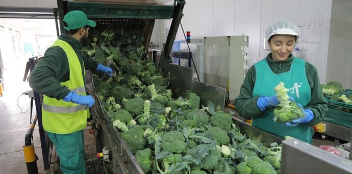Trabajadores en una planta de envasado de brócoli