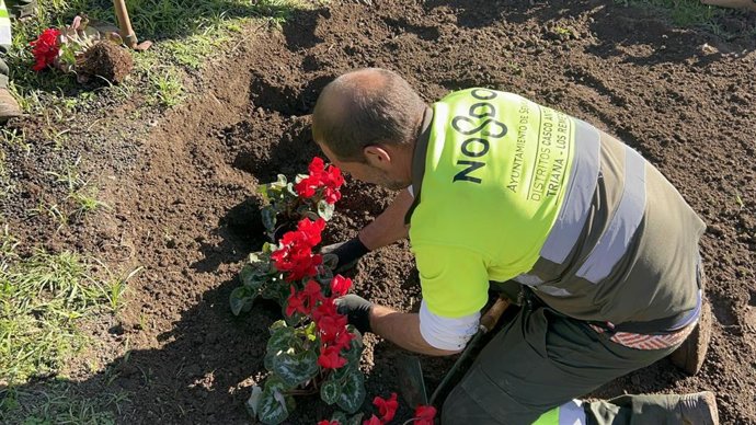 Colocación de plantas ornamentales en Sevilla con motivo de la Navidad.