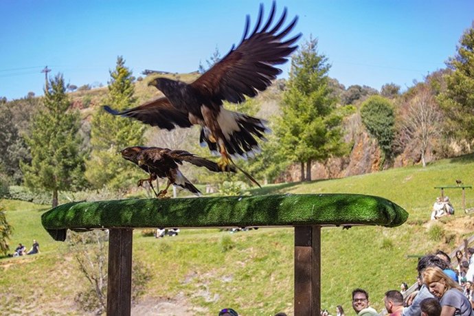Cetrería en el Parque de la Naturaleza de Cabárceno