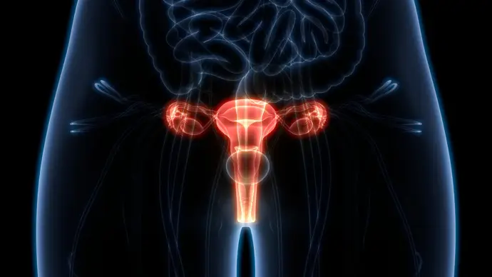 Sistema reproductor femenino - Ovarios