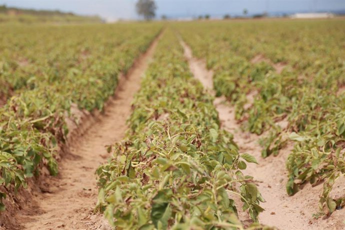 Archivo - Cosecha de la patata en una finca en imagen de archivo.