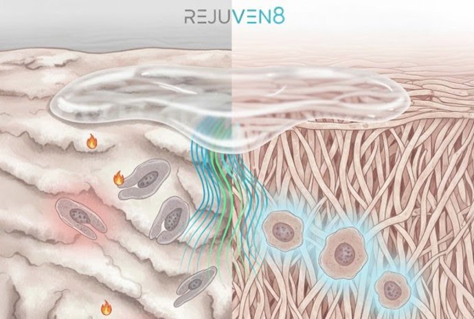 Esquema del funcionamiento de los bioadhesivos.